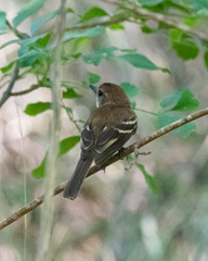 Myiophobus fasciatus