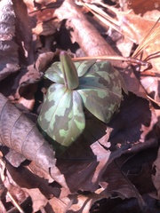 Trillium maculatum