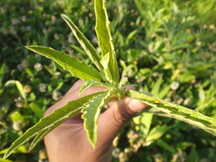 Puccinia carthami