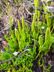 Lycopodium venustulum
