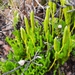 Lycopodium venustulum - Photo (c) NPS - pacific island vegetation monitoring, vissa rättigheter förbehållna (CC BY-NC), uppladdad av NPS - pacific island vegetation monitoring