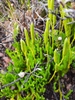 Hairtip Clubmoss - Photo (c) NPS - pacific island vegetation monitoring, some rights reserved (CC BY-NC), uploaded by NPS - pacific island vegetation monitoring