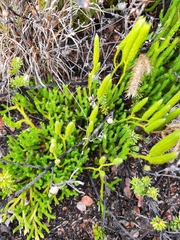 Lycopodium venustulum