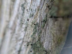 Chaenotheca trichialis