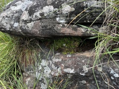 Selaginella mittenii