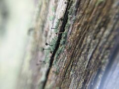 Chaenotheca trichialis