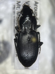 Pterostichinae