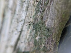 Chaenotheca trichialis