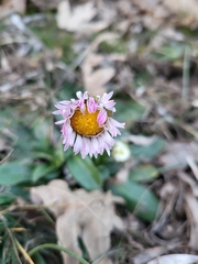 Bellis sylvestris