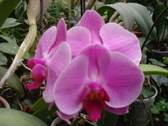 Phalaenopsis