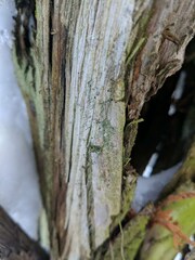 Chaenotheca trichialis