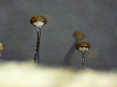 Chaenotheca trichialis