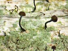 Chaenotheca trichialis