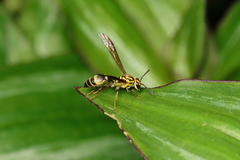 Polybia fastidiosuscula