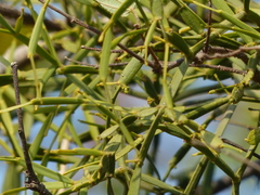 Viscum articulatum