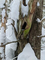 Chaenotheca trichialis