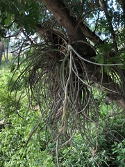 Tillandsia baileyi