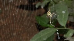 Argiope anasuja
