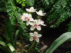Cymbidieae