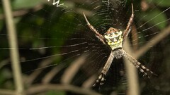 Argiope anasuja