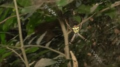 Argiope anasuja