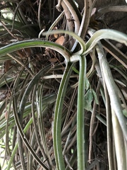 Tillandsia baileyi