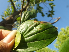 Phenacoccus pergandei