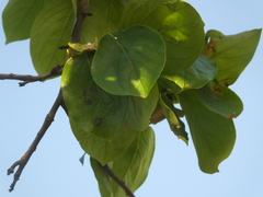 Phenacoccus pergandei