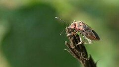 Graptostethus servus