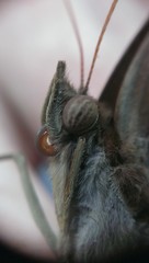 Amathusia phidippus