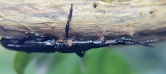Brentidae