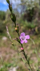 Agalinis communis