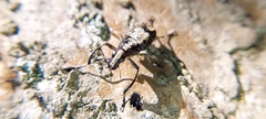 Phaenithon curvipes
