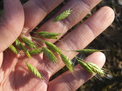 Bromus