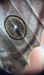 Amathusia phidippus