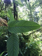 Anthurium talamancae