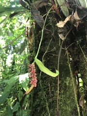 Anthurium talamancae