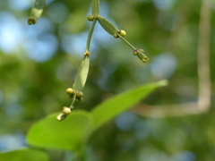 Viscum articulatum