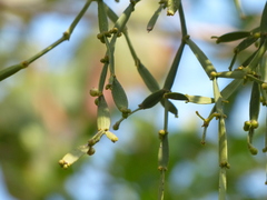 Viscum articulatum
