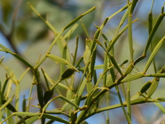 Viscum articulatum
