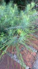 Pinus canariensis