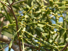 Viscum articulatum