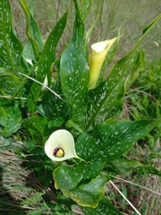 Zantedeschia albomaculata