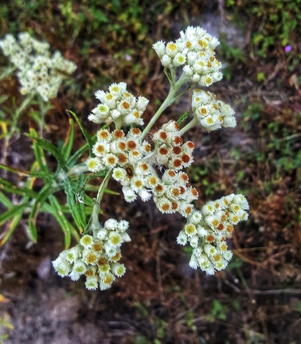 pearly everlasting
