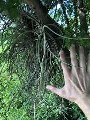 Tillandsia baileyi