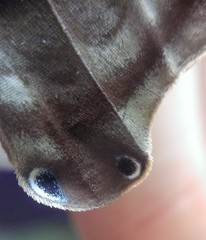 Amathusia phidippus