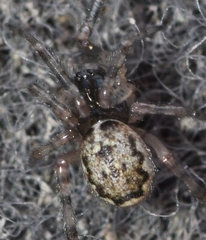 Enoplognatha mandibularis