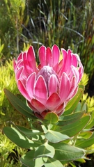 Protea compacta