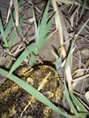 Rhinella dorbignyi