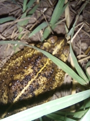 Rhinella dorbignyi